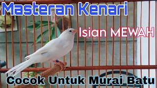 masteran kenari isian mewah cocok untuk murai batu