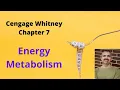 Cengage Whitney Nutrition Chapter 7 Lecture Energy Metabolism