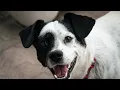 Can Dogs Have Mandarin Oranges