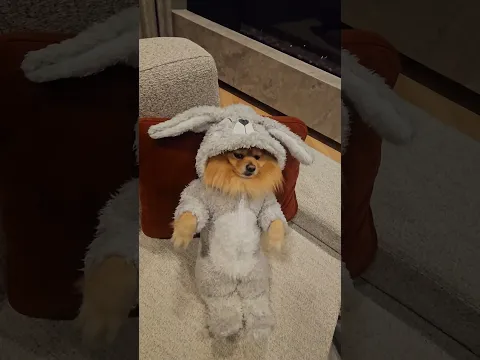 Cute puppy bunny transformation is pure magic #cute #puppy #dog
