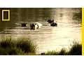 Video di Pablo Escobar's Hippos | National Geographic