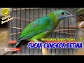 Download Lagu Cak Cungkok Betina Gacor \