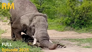 Powerful Elephant Tusk Crushes the Ground During Wallowing | Power of the Giant | Animal Documentary