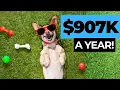 How to Start a Pet Boarding Business 907K a Year