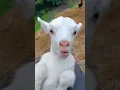 Download Lagu Little goats sound #goatsounds #goat #babyanimal