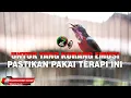 Download Lagu PEMBUAT EMOSI KONIN !! TERAPI KOLIBRI NINJA UNTUK CEPAT GACOR PALNG AMPUH