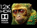 Download Lagu The Magic of 12K HDR 120fps Dolby Vision