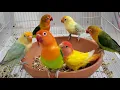 Lovebird Agapornis Fischer sounds
