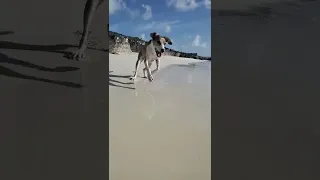 Better Than A Backyard ⛵🐬 #shorts