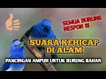 Download Lagu SUARA PANCINGAN BURUNG KEHICAP TERBARU || SUARA KEHICAP DI HUTAN || PANCINGAN AMPUH‼️