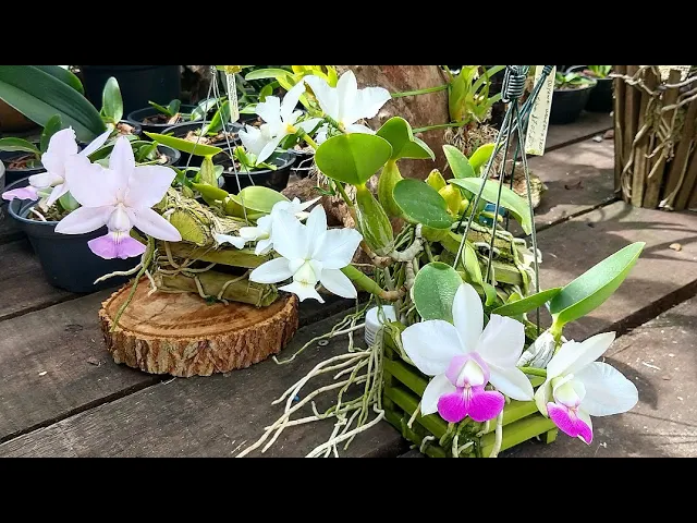 FLORAÇÃO DE ORQUÍDEAS, REGAS, ADUBAÇÃO E ORQUIDÁRIO NOVO