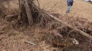 a great day hawking with friends rabbits goose pheasant