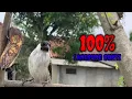 Download Lagu 100% Ampuh Untuk Masteran Kutilang Jadi Cepat Bunyi Gacor 065