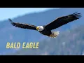 Bald eagle sound call vs Hollywood Myth