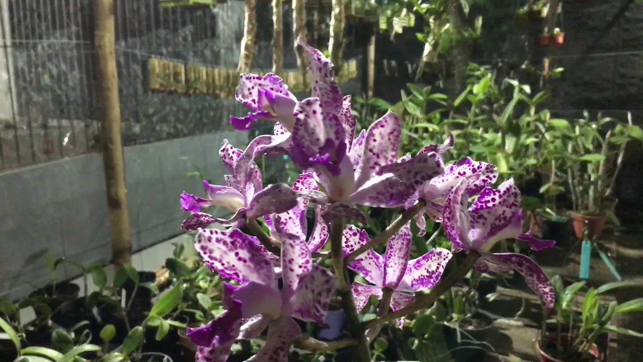 ADUBANDO MINHAS ORQUÍDEAS ADULTAS SEACROP + FLORESCE