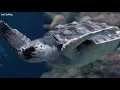 Beautiful (Underwater Sea Footage) Relaxing Sleep Music ♪ Meditation Music, Stress Relief Music