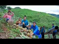 Download Lagu Pineapple Ripe Season In The Mountains, Harvesting Pineapple Orchards To Sell To Buy Roofing Sheets