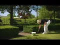 TOPBUXUS How-To When to Fertilize Boxwood - Slow Growth Yellow Leaves
