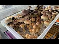 Harvesting Talk When How and Is it Bad if They Sporulate