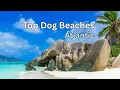 Top Pet-Friendly Beaches on the Atlantic Ocean Best Dog Beaches from Maine to Florida
