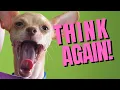 Top 5 Reasons Not to Get a Chihuahua - Dogs 101
