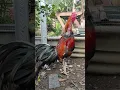 Download Lagu Rooster crowing sound effect, suara ayam kampung berkokok