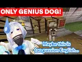 Lagu Kanata uses her PASSION ENGLISH to find the LEGENDARY DOG'S owner (Amane Kanata) [Eng subs]