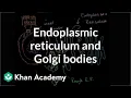 Download Lagu Endoplasmatisch reticulum en Golgi-lichaampjes | Biologie | Khan Academy