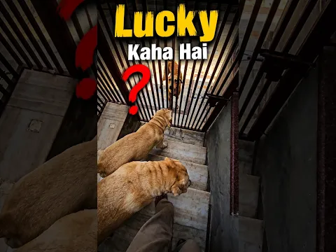 Kaalu Or Roxi | Lucky Kaha Hai...