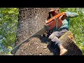 Download Lagu Crazy skills… Cutting down dangerous Huge trembesi tree‼️