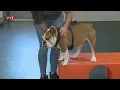 Drop your pup off at Dogtopia s new location in Town and Country