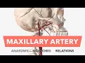 Maxillary Artery - Anatomy Branches Relations Mnemonic