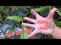 Download Lagu Khu này còn nhiều lươn bự. Không uổn công cha con lội xa hơn 1km | Săn bắt SÓC TRĂNG |