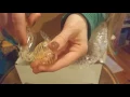 Canna bake box unboxing
