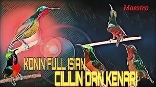 Download konin full isian cililin dan kenari MP3