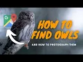 3 TIPS How to find and Photograph OWLS