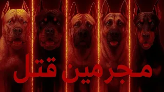 أشرس وأخطر    كلاب علي وجه الأرض        محظورين   في كل الدول بسبب خطورتهم     دندنها