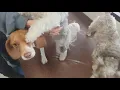 Yippee It s 2021 Dog Daycare The Dog Club Kalispell MT 406-890-2220