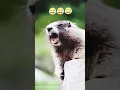 Download Lagu kuddus #viralvideo #youtubeshortshasi #tiktok #animals #trending #funny