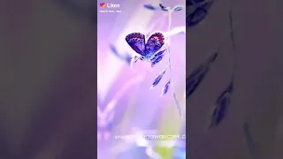 حالات واتساب فراشات 