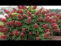 Hydrangea Ruby Slippers Oakleaf Hydrangea Outstanding Compact Free Flowering Native Shrub