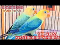 Download Lagu TOP WARNA READY MASIH FRESH✓02 OKTOBER 2025✓SYANTIK MIRIP SYAHRINI, MULUS#lovebirdaqua 