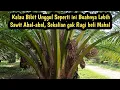 Download Lagu Inilah Sawit Unggul Program pemerintah Replanting Sawit, Sawit nya kayak Abal-abal Bibit nya 