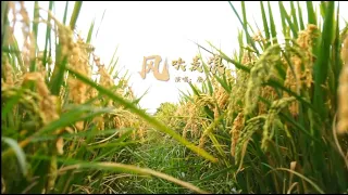 风吹麦浪 The Wind Over The Wheat Field 唐人 温柔男声在线治愈你的心灵 Healing Voice 