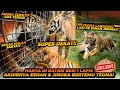 Download Lagu TEONA SEDEKET INI KE ESHAN JINORA ! GA BAHAYA TA ?! GIMANA REAKSI MEREKA ??