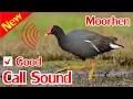 Download Lagu Moorhen Sounds, Swamp Hen Sound Mp3.