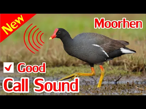 Download MP3 Suara Moorhen, Suara Ayam Rawa Mp3.