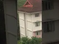 monkeys at KOLEJ DATO ONN JAAFAR KDOJ UTM UNIVERSITI TEKNOLOGI MALAYSIA UTM SKUDAI JOHOR
