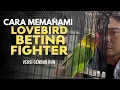 Download Lagu CARA MEMAHAMI LOVEBIRD BETINA FIGHTER I RHN PH SF BENGKAYANG