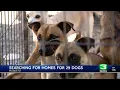 Modesto man steps in to care for neighbors 29 dogs